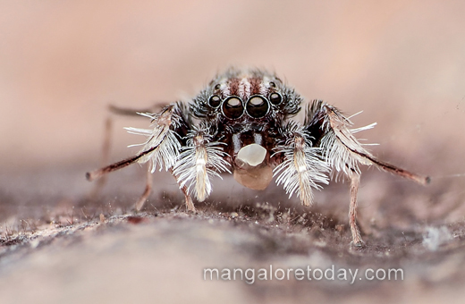 An ultra rare spider genus Neobrettus